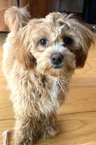 Phoebe the emotional support dog