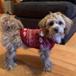 dog in a cute Christmas sweater