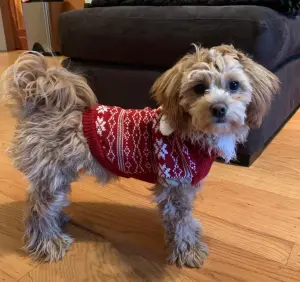 dog in a cute Christmas sweater