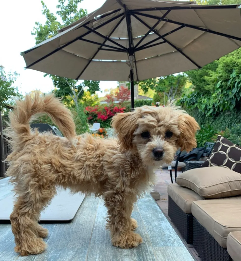 Emotional support dog standing on the counter