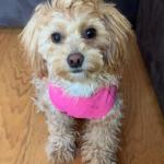 dog wearing a pink bib