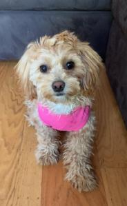 dog wearing a pink bib