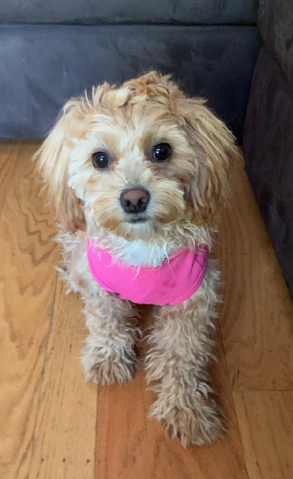 dog wearing a pink bib